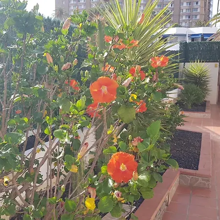 Martina 67 Sur Y Sol Los Cristianos Apartamento